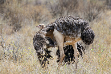 Female ostrich shelters a chick beneath her wings in dry grassland