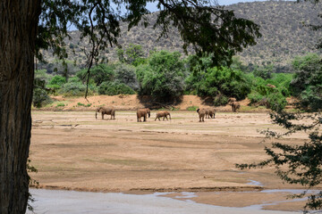 A group of four African Elephants scattered across a dry riverbed