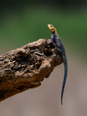 Red-headed Rock Agama basking on a rugged log against a blurred background