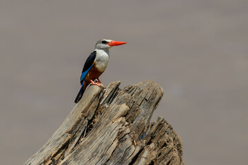 Grey-headed Kingfisher perched on a weathered log against a plain background
