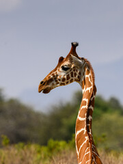 A close-up of a Reticulated Giraffe’s head and neck against a soft sky