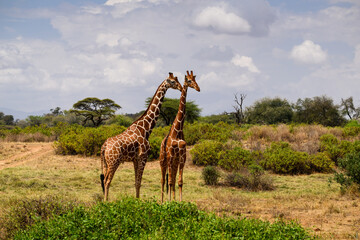Two Reticulated Giraffes standing close together on an open savannah