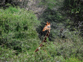 Reticulated Giraffe partially hidden among dense green bushes