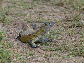 Nile Monitor resting on dry grass, showcasing its powerful body and speckled scales