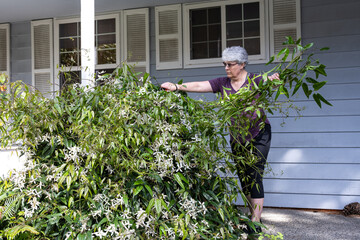 Mature woman pruning overgrown evergreen clematis plant vines, spring home gardening chores

