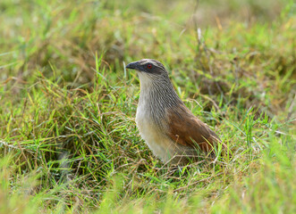 White-browed Coucal stands alert in grassy habitat, showing its streaked chest
