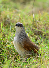 White-browed Coucal stands alert in grassy habitat, showing its streaked chest