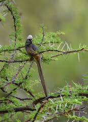White-headed Mousebird perched on a thorny acacia branch in the Kenyan savanna