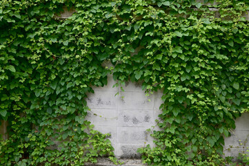 Close up green climber plant on White wall natural concept selective focus at Thailand.