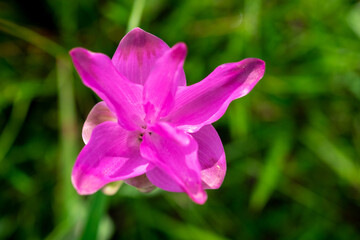 purple flower in the garden