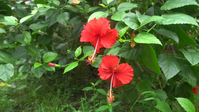 Jaba or chaina rose flower bloomed on the tree.