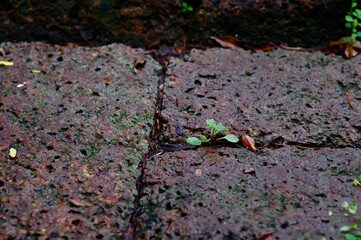 Top Views of Green Tree ivy on the ground with natural background in garden at Thailand.