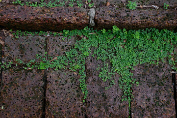 Top Views of Green Tree ivy on the ground with natural background in garden at Thailand.