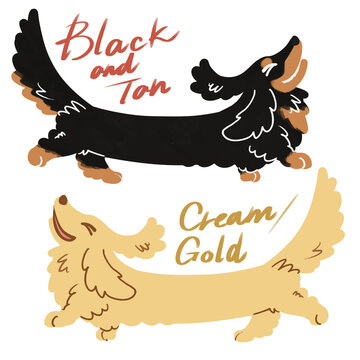 Dachshund long haired black and tan and cream gold illustrations