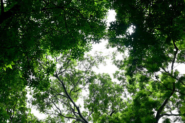 View under of the tree small leaves and branches spread under a shady tree over the blue sky...