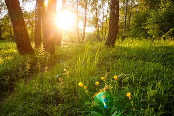 Bright picturesque sunset in a birch grove