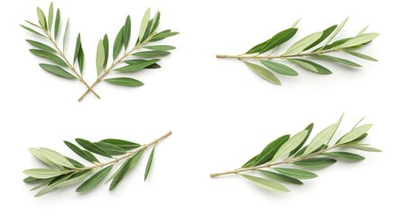 Fototapeta premium Elegant composition featuring olive branches against a pristine white backdrop