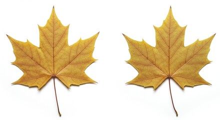 Obraz premium Two maple leaves against a white background, emphasizing minimal design and elegant simplicity