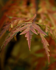 Sumac leaves in autumn, closeup