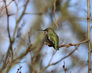 Hummingbird perched on a small branch