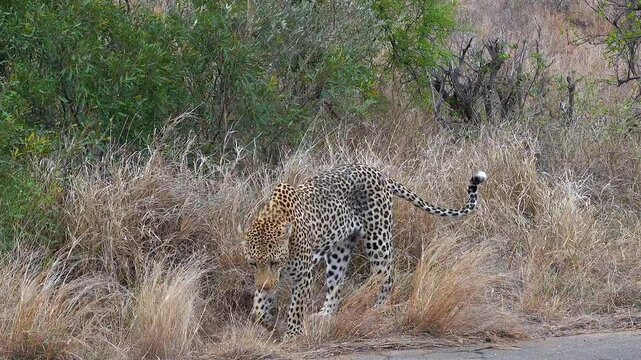 African leopard (Panthera pardus pardus) marking its territory with urine in the jungle