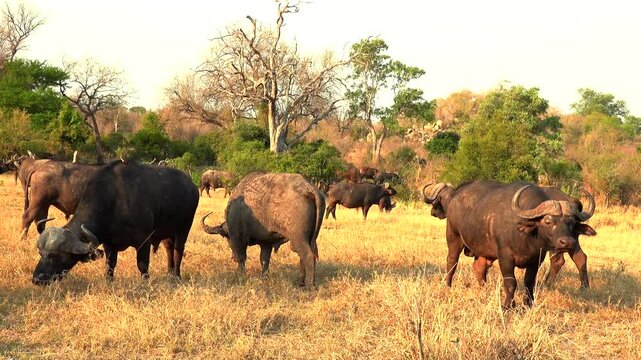 Herd of African buffaloes (Syncerus caffer) grazing in a grassy field in the jungle on a sunny day
