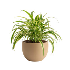 Spider Plant with Arching Leaves in a Pot Isolated on Transparent Background