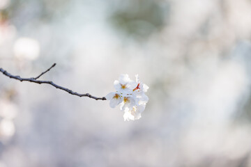 白い光に包まれた桜の花