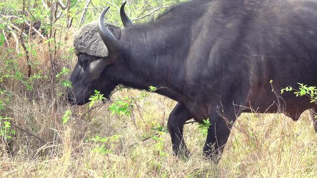 African buffalo (Syncerus caffer) walking in a grassy field with green plants on a sunny day