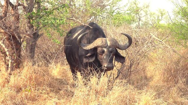 African buffalo (Syncerus caffer) standing in a grassy field basking under the bright sunlight