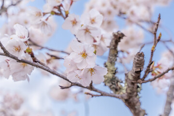 桜の花と青空