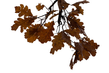 Macro photo of autumn oak branches with leaves on transparent fog