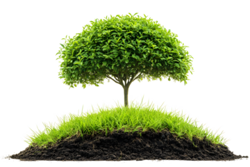 Lush Green Tree on Grass Mound with Fertile Soil Isolated