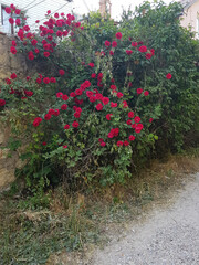 Naklejka premium Brick beautiful fence with blooming red roses in spring, vertical