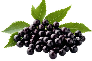 Isolated Elderberries Illustration With Green Leaves Isolated On Transparent Background