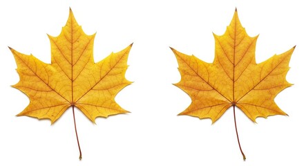 Obraz premium Twin Maple Leaves Displayed in Minimalist Simplicity on a White Canvas Backdrop