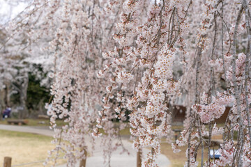 枝垂桜が咲く公園