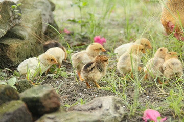 A hen or Gallus gallus domesticus looking for food with her chicks in the grass