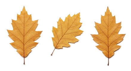 Fototapeta premium Autumn's elegant simplicity: trio of oak leaves against pristine white backdrop