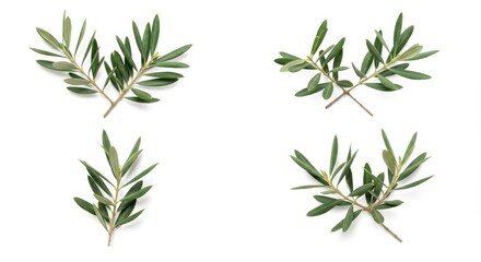Obraz premium Four olive branches isolated against a pristine white backdrop conveying peace and simplicity