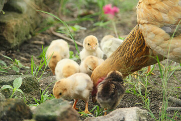 A hen or Gallus gallus domesticus looking for food with her chicks in the grass