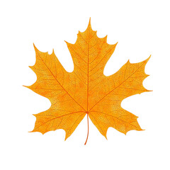 Obraz premium Isolated Autumn Leaf Illustration With Orange And Yellow Colors On Black Background