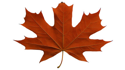 Fototapeta premium Isolated Autumn Maple Leaf On Transparent Background Realistic Photo