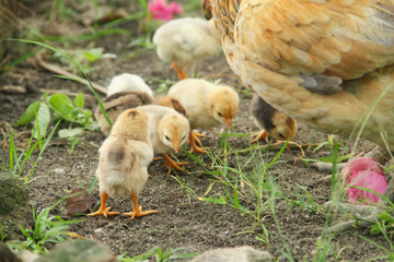 A hen or Gallus gallus domesticus looking for food with her chicks in the grass