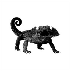 Todhead Agama hand drawing vector isolated on background.
