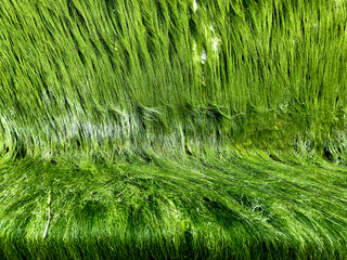 Green algae on the tropical beach, creating space for product display