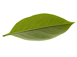 Obraz premium Isolated Green Leaf Photo on Transparent Background Realistic Macro Detail