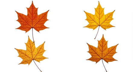 Four maple leaves set against a crisp white backdrop, celebrating autumn colors