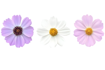 Isolated Floral Illustration Of Pink And White Cosmos Flowers On Black Background