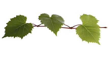 Isolated Green Leaves On Vine Branch Illustration Against Transparent Background